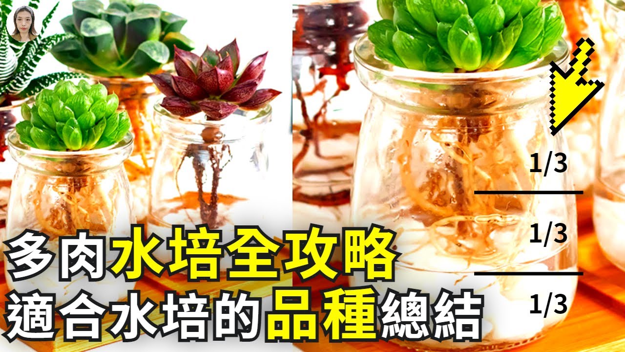 多肉植物水培方法史上最全整理，水浇多了会烂根为什么根泡在水里却不烂，只有十二卷才可以水培是一个大误区|花花世界