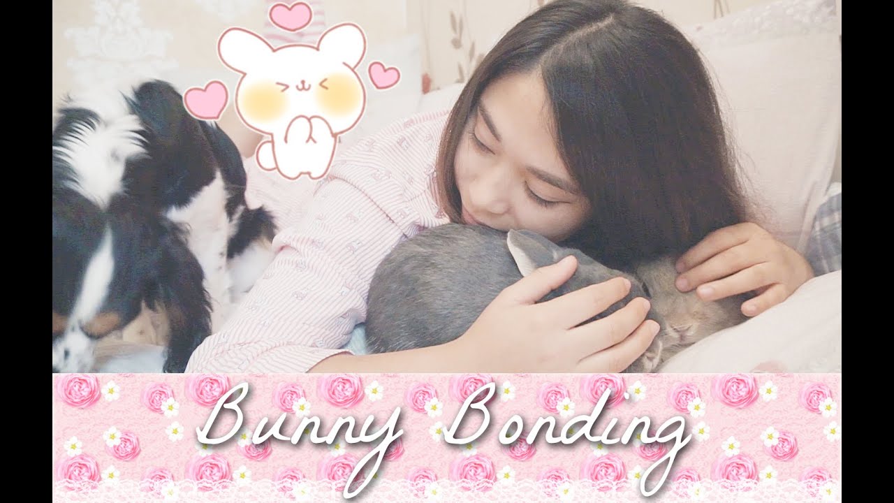 Every Night Bunny Routine - Massage, Cuddle & Socialise - Bonding Time - Netherland Dwarf Rabbits