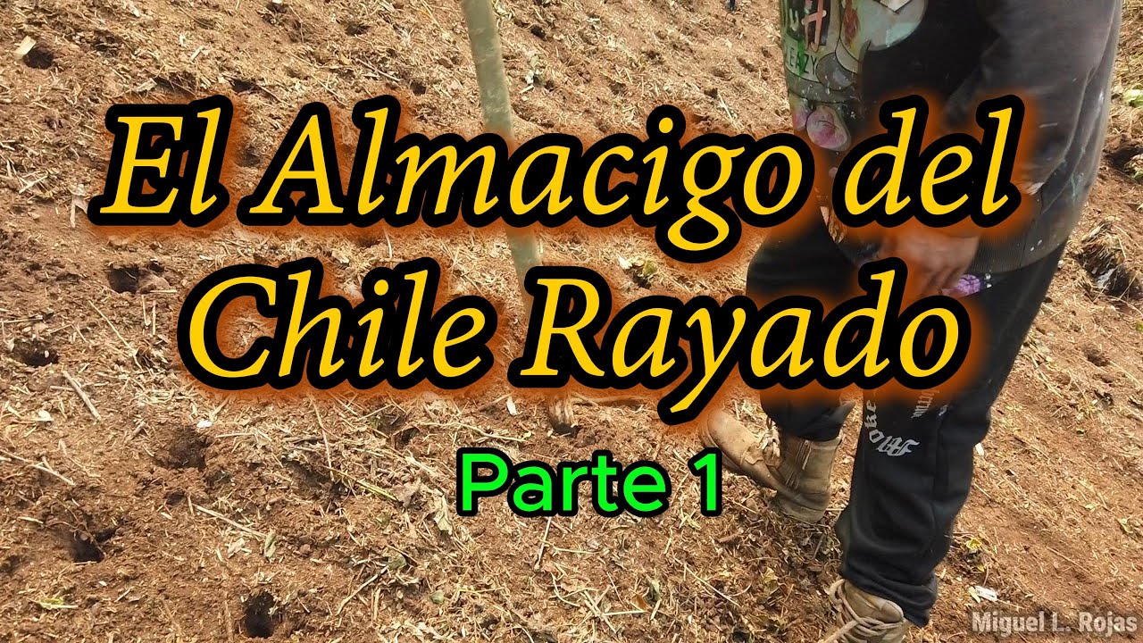 El almácigo del chile Rayado