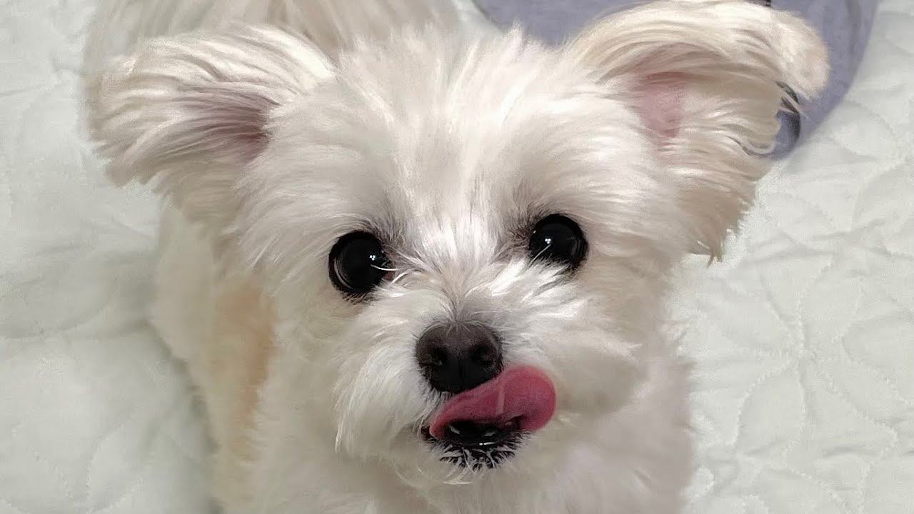내가 말티즈야 토끼야?!