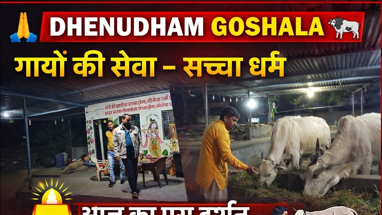 Dhenudham Goshala Darshan 🐄 | Gaay Mata Seva | Gau Seva Vlog