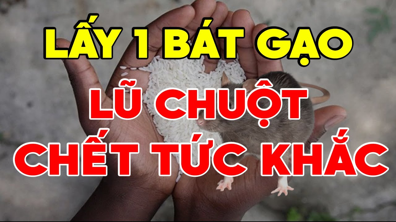 Lấy 1 Nắm Gạo Trộn Với Thứ Này Lũ Chuột BỎ CHẠY Ra Đi Muôn Đời Không Dám Bén Mảng Tới Nhà Bạn