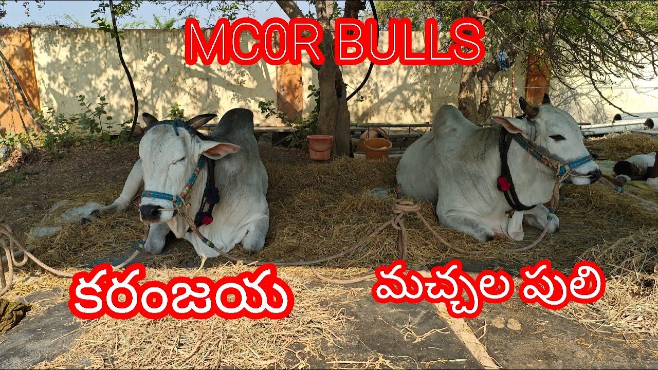 యాడికి సీనియర్స్ 1 వ జత మార్తాల చంద్రఓబుల్ రెడ్డి గారు చౌటపల్లి ( కారంజయ మచ్చలపులి)