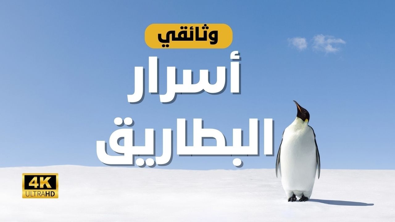 أسرار البطريق المذهلة | طائر لا يطير لكنه يسبح كالصاروخ!