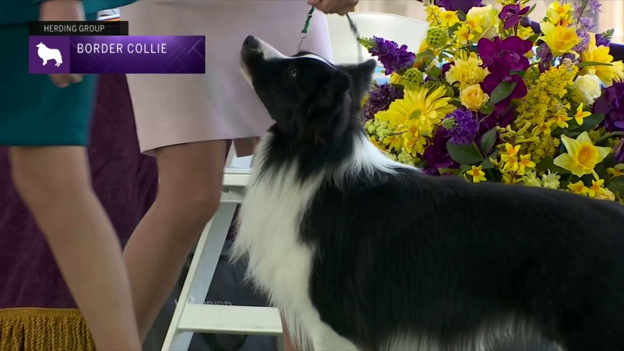 Border Collies | Breed Judging 2023