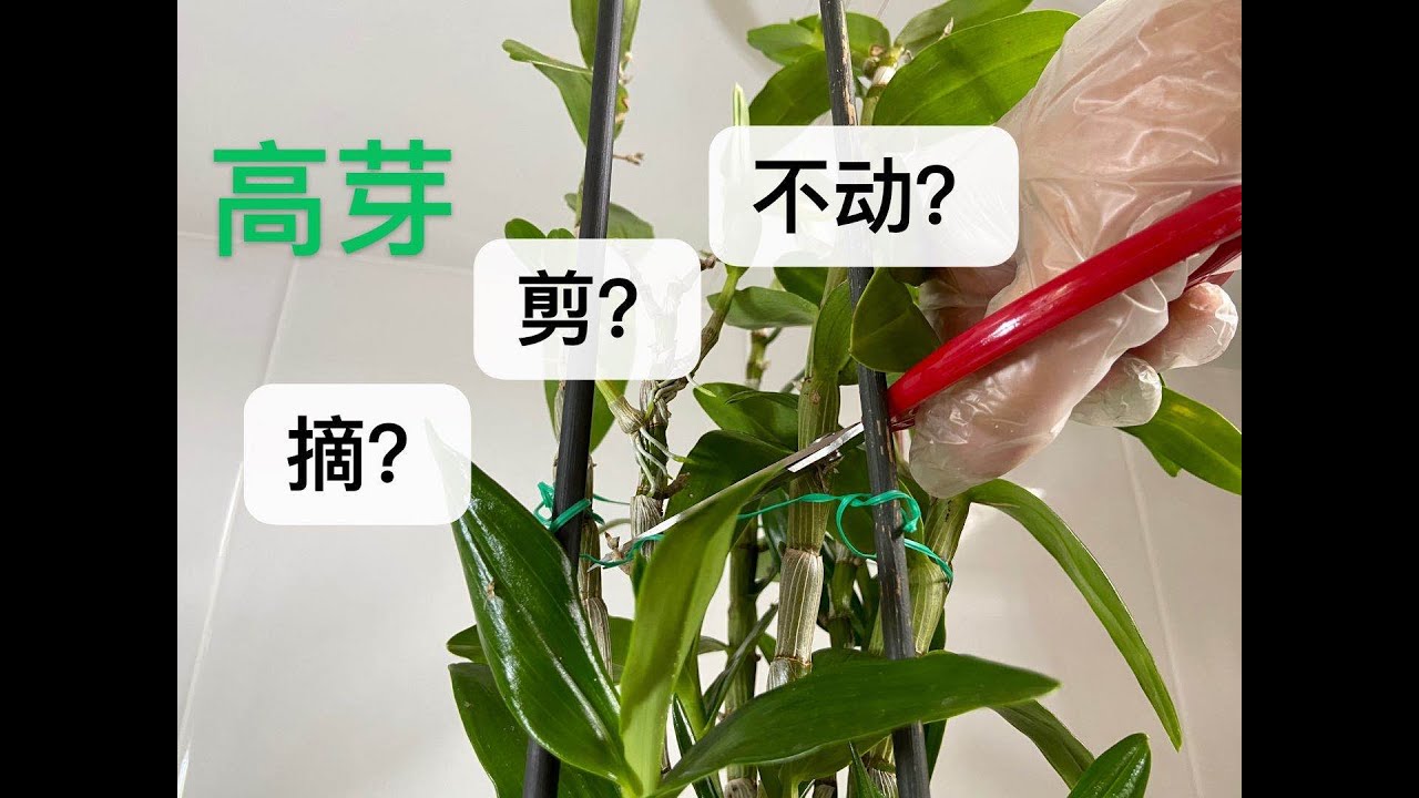 【20382】石斛的高芽怎么摘，刚好有几种不同状态的高芽，看我是怎么摘的？// 静姐说花560