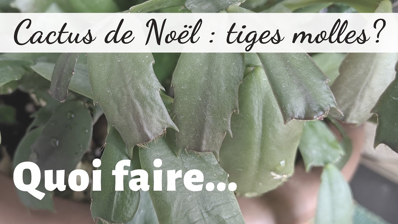 🌿Cactus de Noël : tiges molles? | Comment récupérer cette plante...