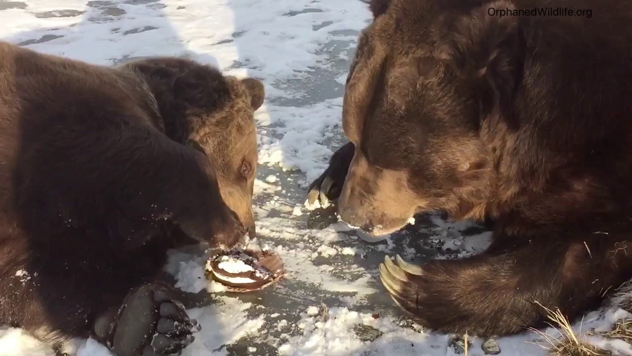 ...and LEO TAKES THE CAKE!