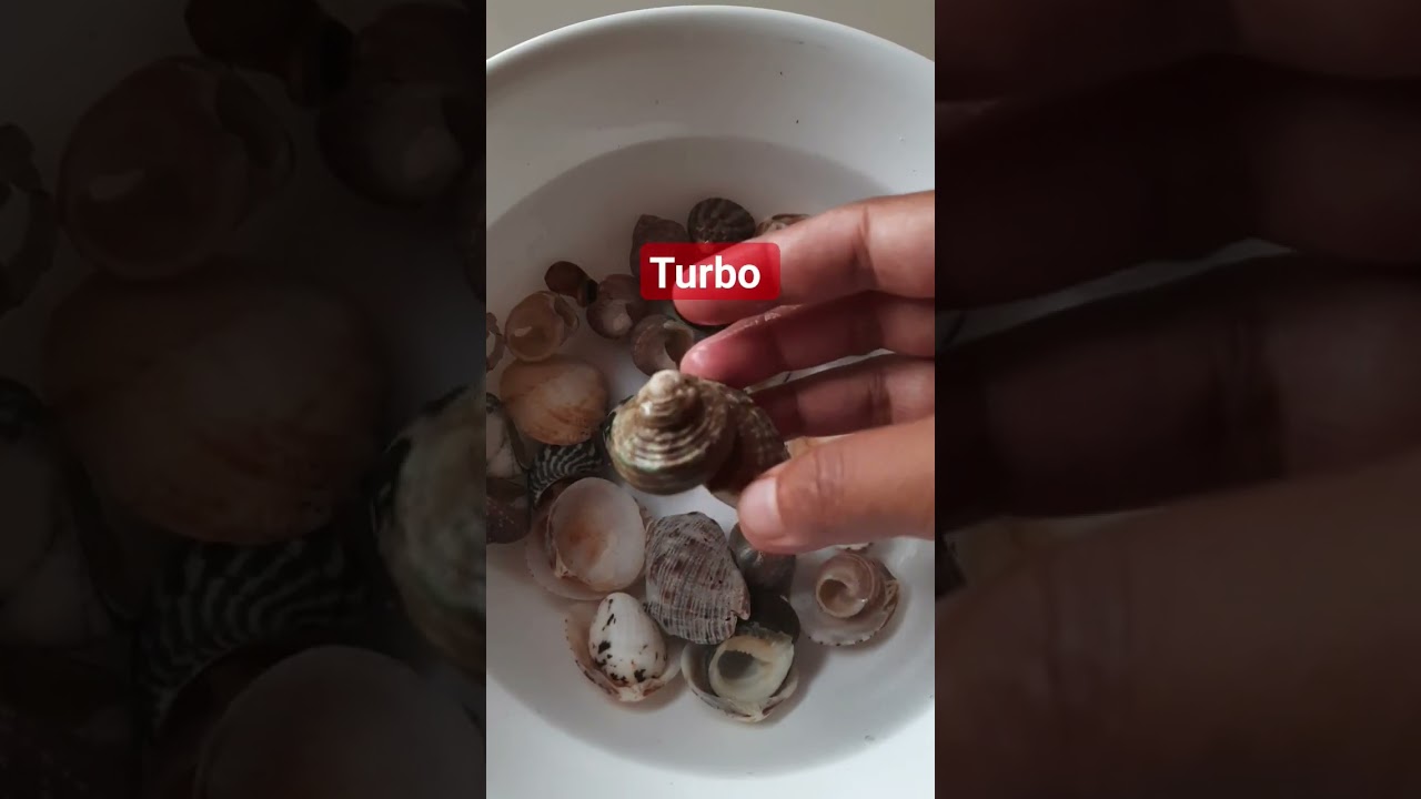 Marine shell #satisfying #snail #shell #marine #shorts  #sound #satisfyingvideo #turbo #trochus #raw