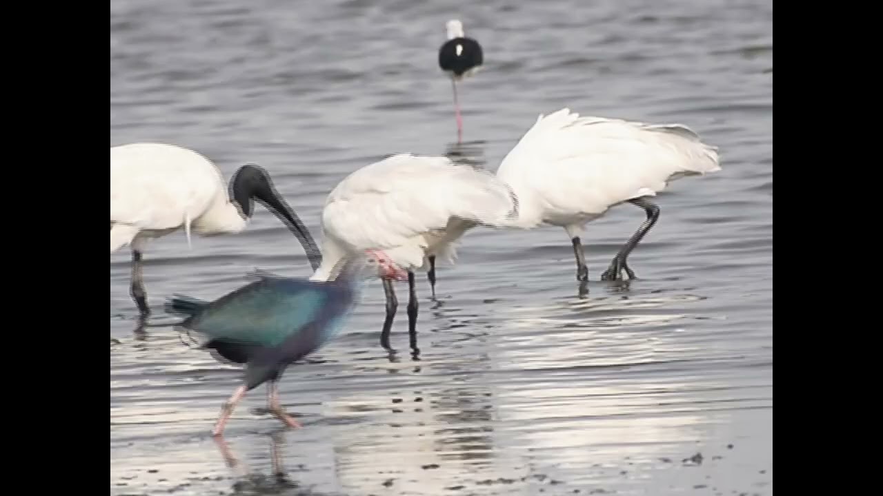 Black-headed Ibises