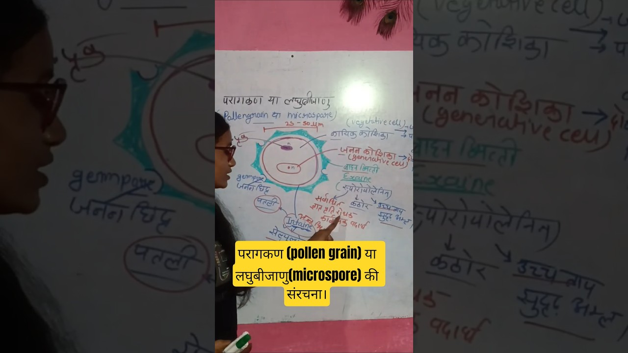 Structure of pollengrain/microspore #govermentexam #poojamaam