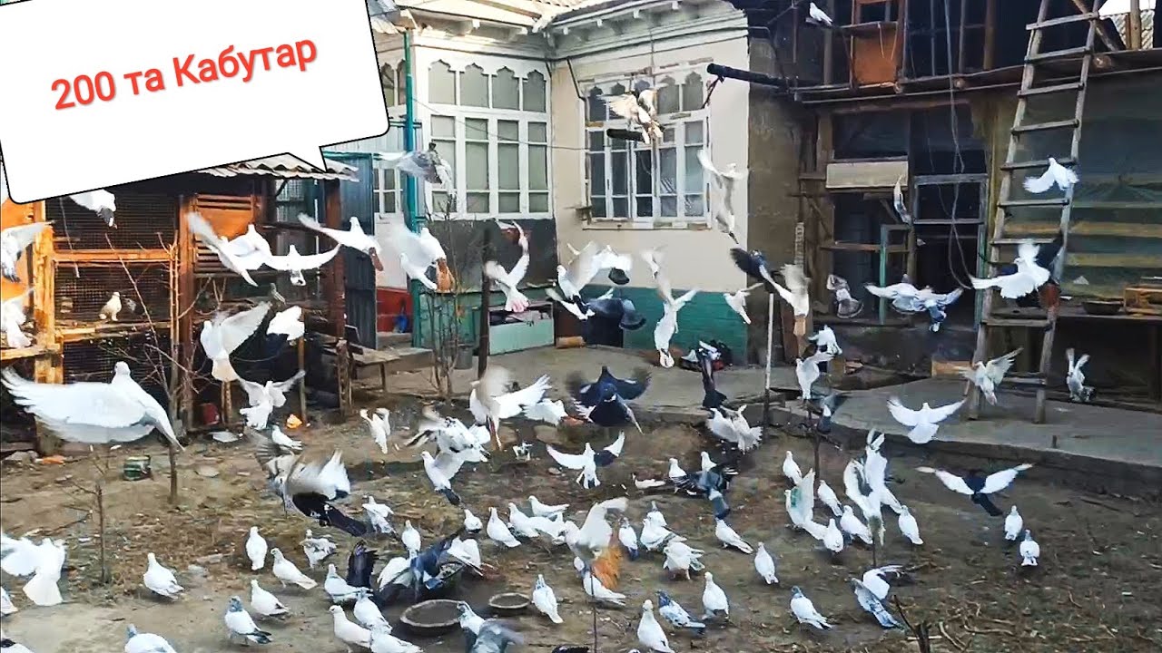 Кабутарлар зурлари 200та Покистон бакнски Андижаниский жиззах учмалар KABUTARLAR 30 metrli PETLA