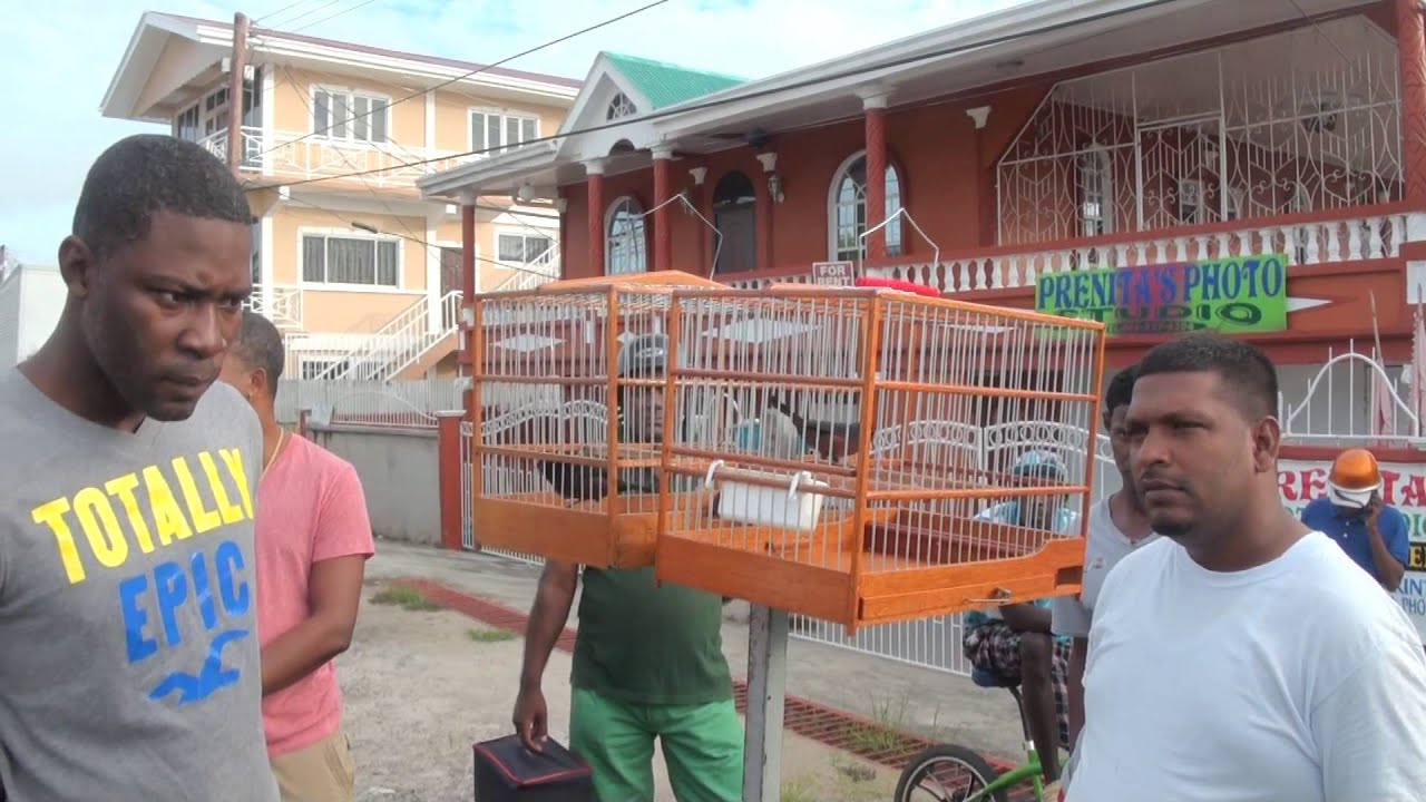 BIRD WHISTLING ,Bets and Romping-PORTUGUESE QUARTER,Berbice
