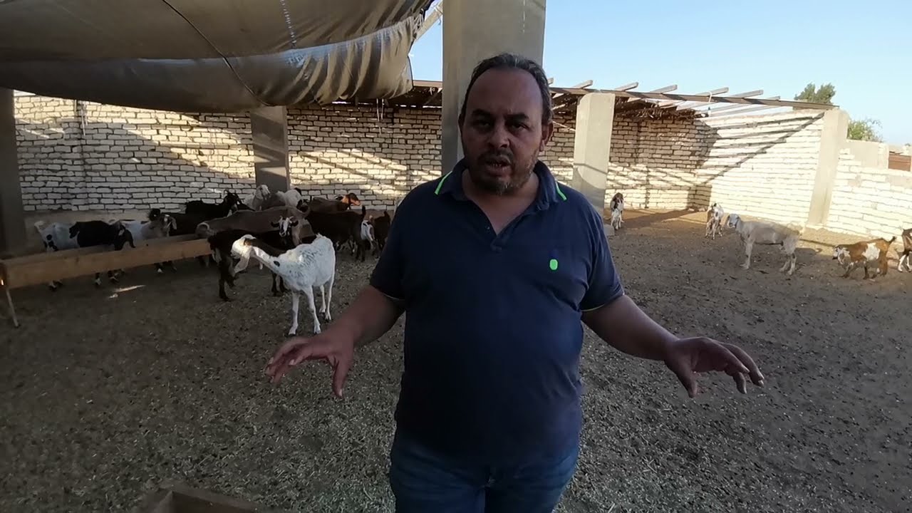 أزاي تقدر تكون قطيع ماعز ناجح و تكسب فيه