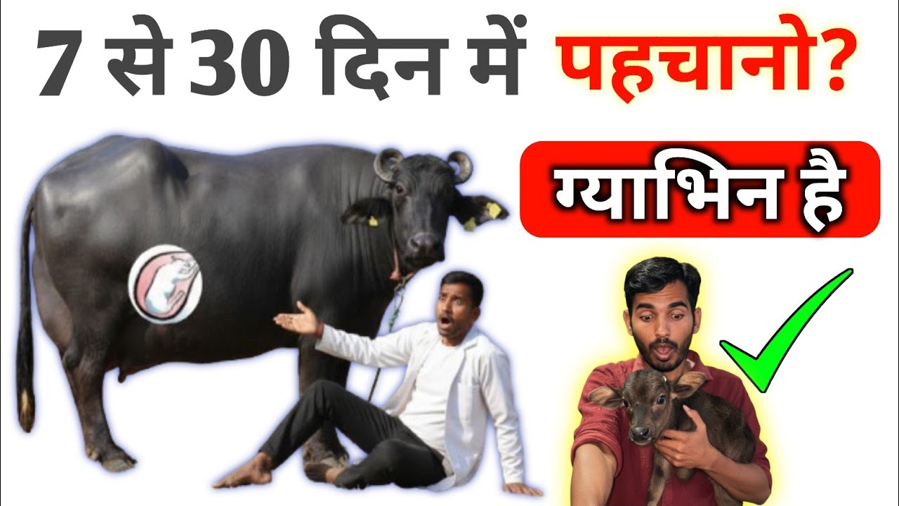 👉 “7 से 30 दिन में गाय-भैंस ग्याभिन है या नहीं, 12 लक्षणों से कैसे पहचानें”✅