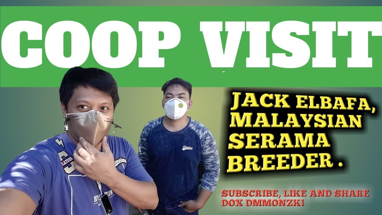 COOP VISIT MALAYSIAN SERAMA BREEDER