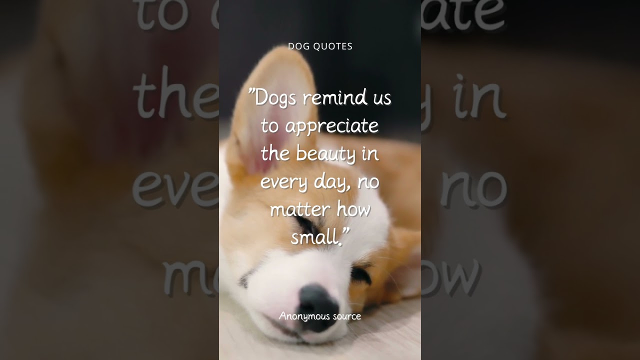 Heartwarming Dog Quotes | Dog Quotes | Canine Quotes | Inspirational Quotes #quotes#dog#shorts