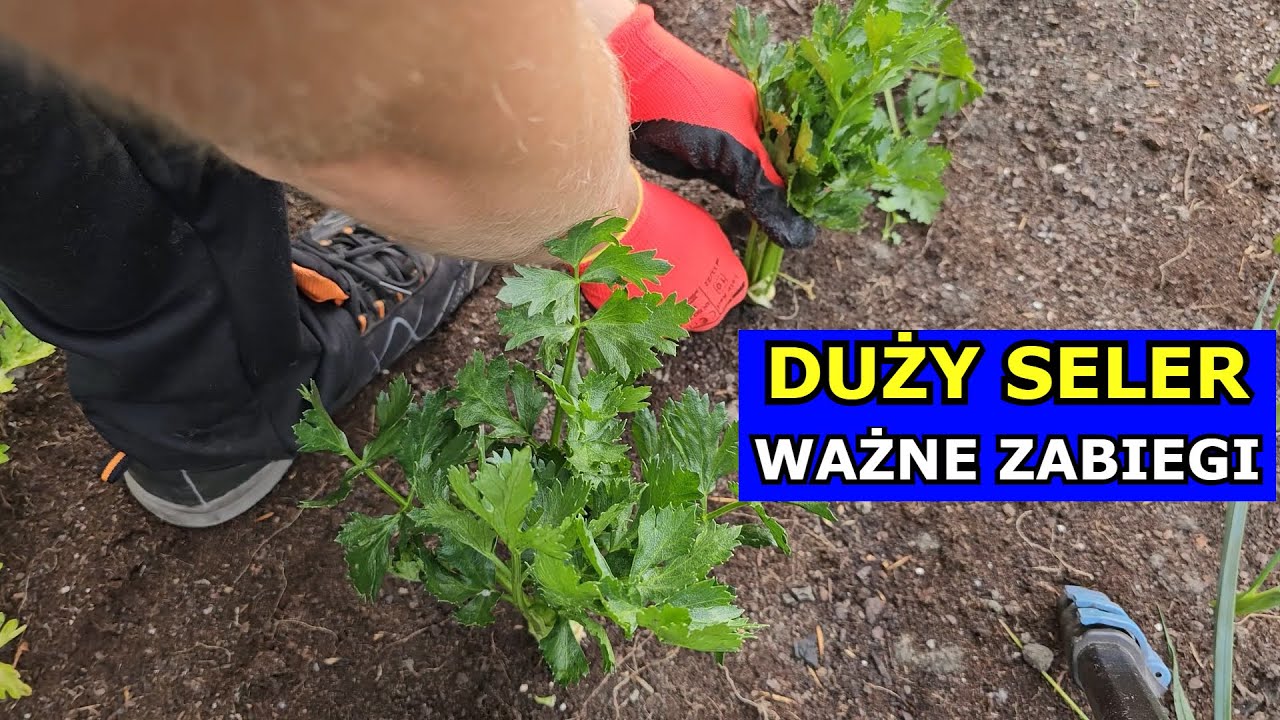 Chcesz mieć DUŻY SELER, Wykonuj te Zabiegi TERAZ. Obrywanie Liści Podlewanie Nawożenie Uprawa Selera