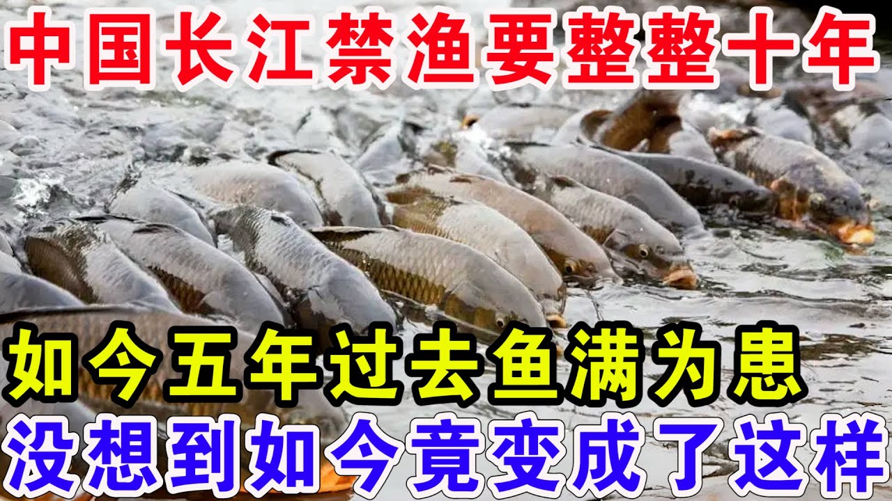 中国长江禁渔要整整十年，如今五年过去鱼满为患，没想到如今竟变成了这样