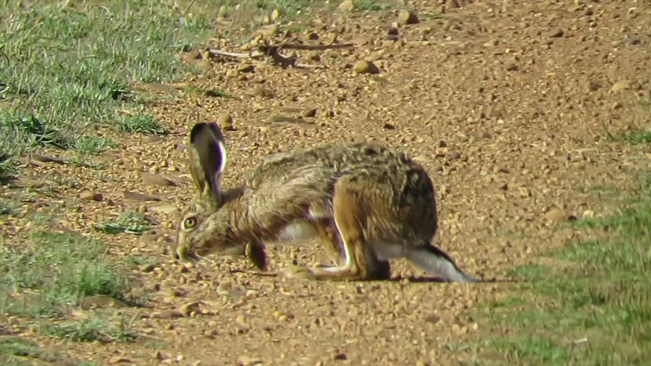 LIEBRE IBÉRICA Páramo leonés Mayo2019