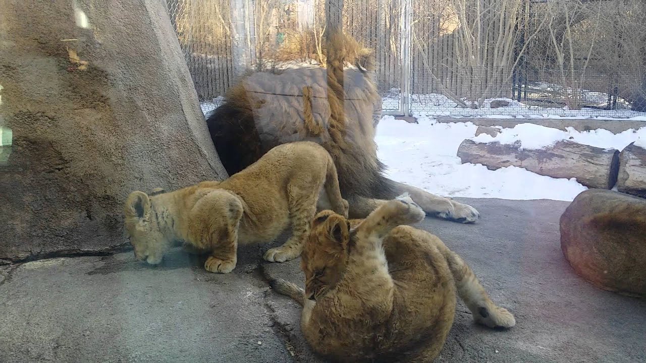 Lion cub fun at the Denver Zoo!
