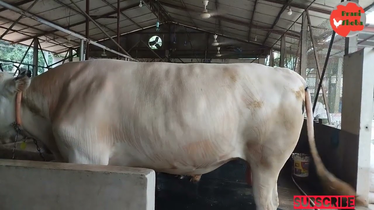 Kurbanir goru || Bull || Bull Fattening
