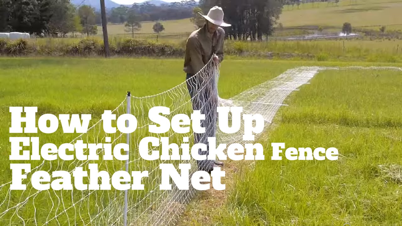 How to set up Electric Chicken Fence Feather Net