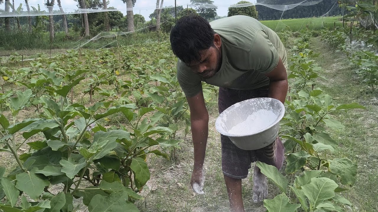 বেগুন গাছে গোরায় কিভাবে জিপসার দিতে হয় দেখেন