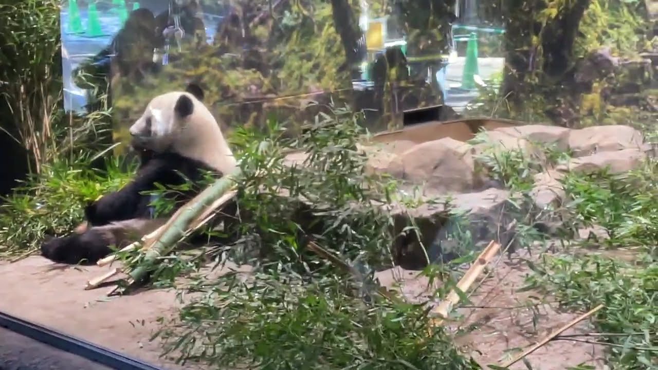 シャオシャオ　整理券観覧　検疫開始　モグモグたくさん食べてね（携帯撮影）