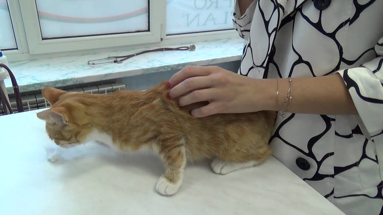 Вакцинация кошки