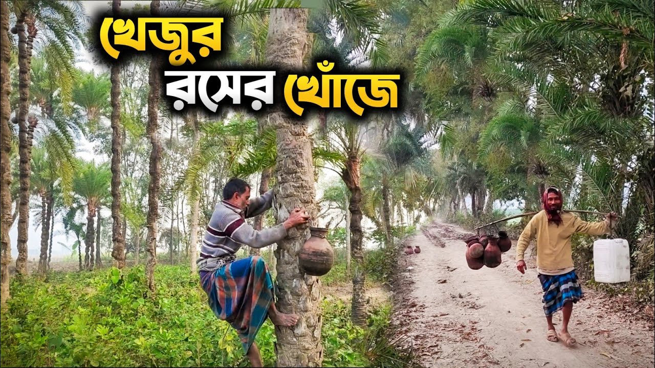 খেজুর রসের খোঁজে: Traditional Date Sap Collection in Village | Rural Bangladesh Winter Life