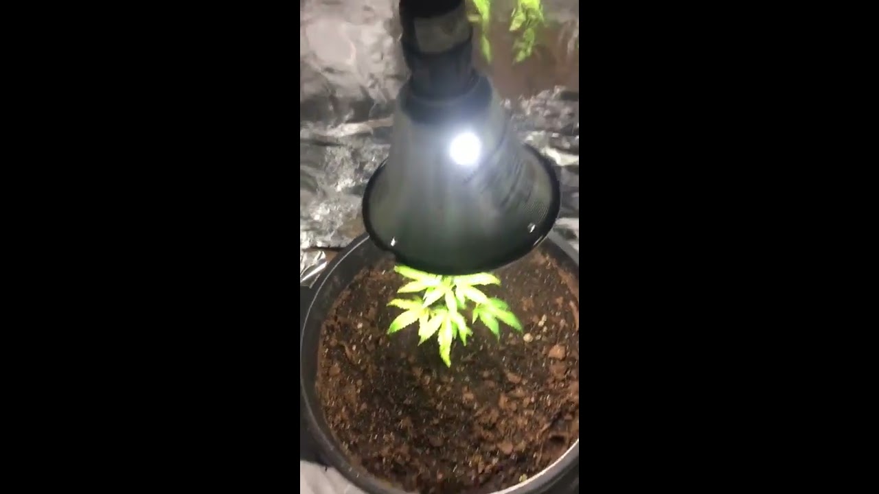 First Time Growing Cannabis