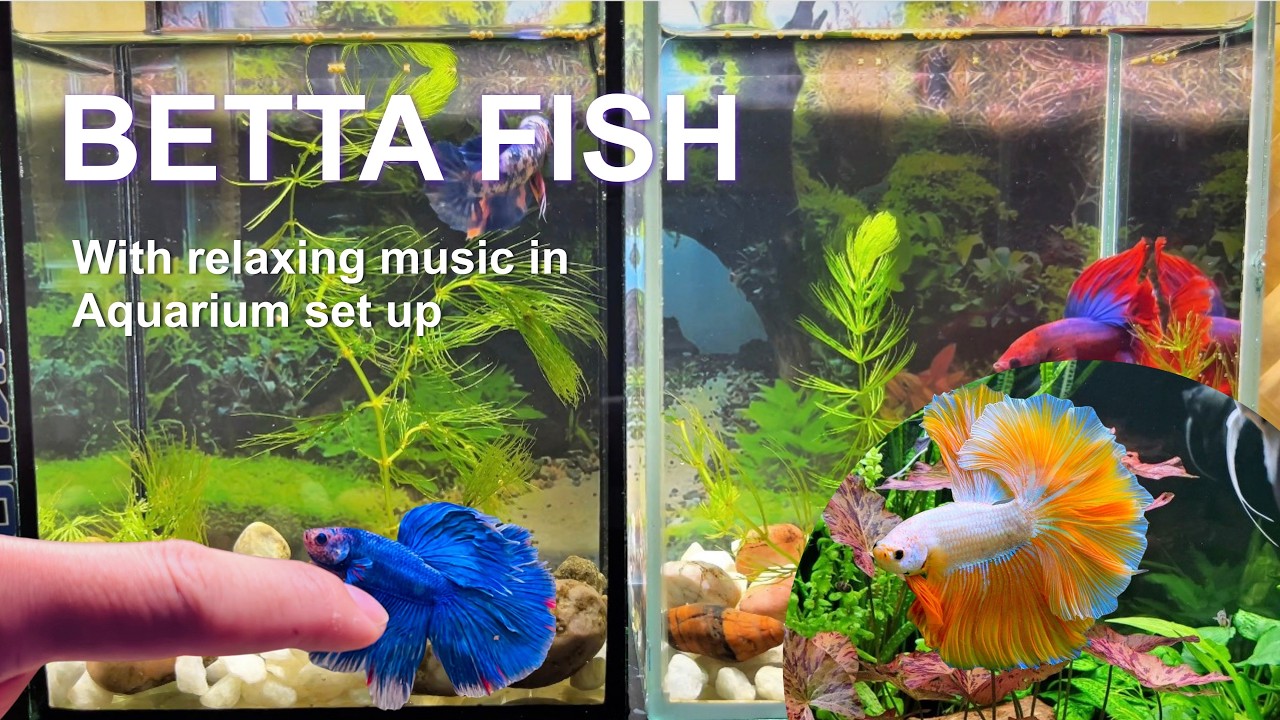 Amazing beautiful aquarium fish in small pond baby turtles, betta fish, snakehead, I #explore168