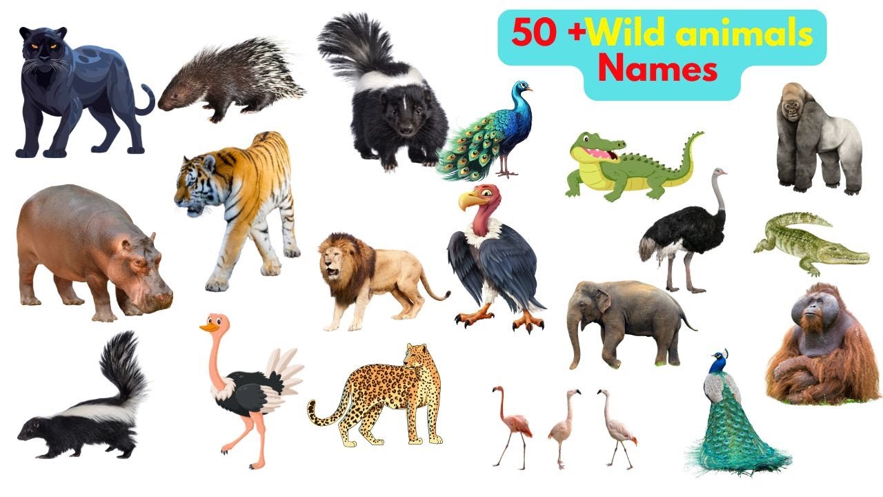 50 Wild Animals Names In English With Pictures | ungle Animals Name | Animals Names For Kids