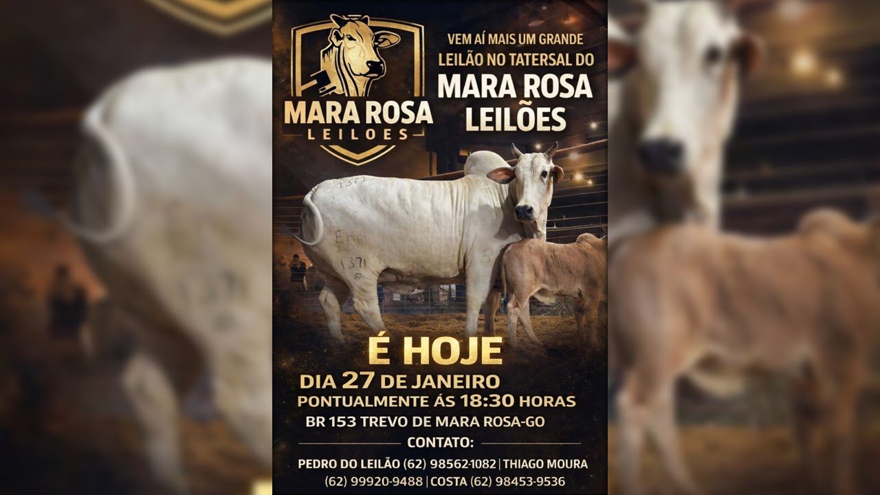 MARA ROSA LEILÕES - GOIÁS - LEILÃO DE GADO DE CORTE 27/01/2026