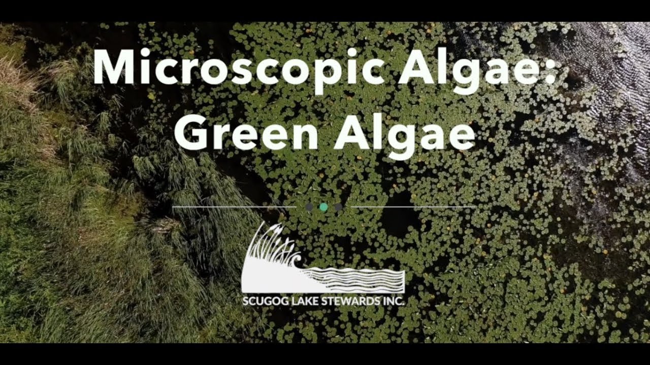 Microscopic Algae: Green Algae