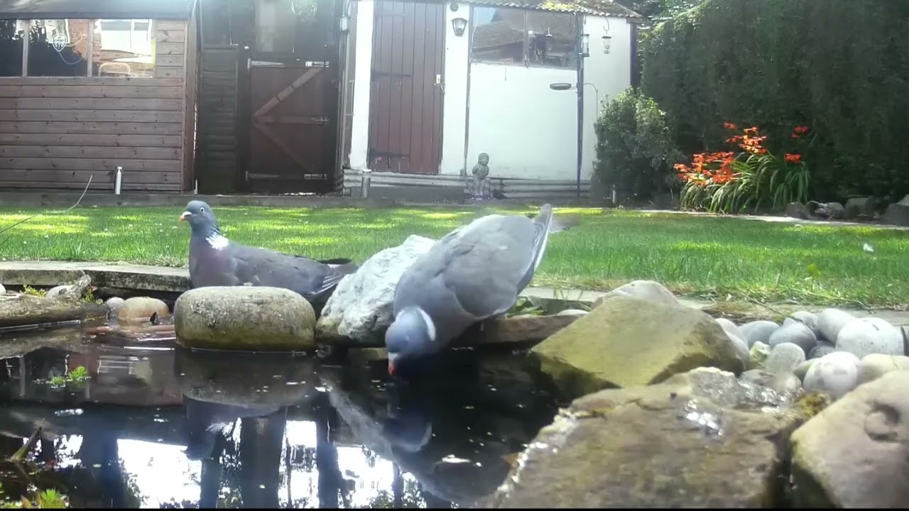 My wildlife pond August 2025