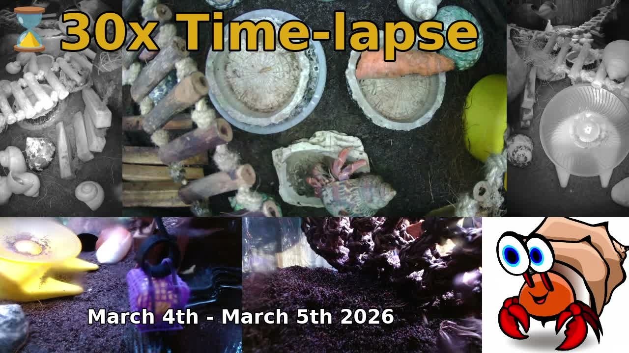⌛ Time Lapse of 24x7 Hermit Crab Live Stream March 4th - March 5th 2026 (30x)