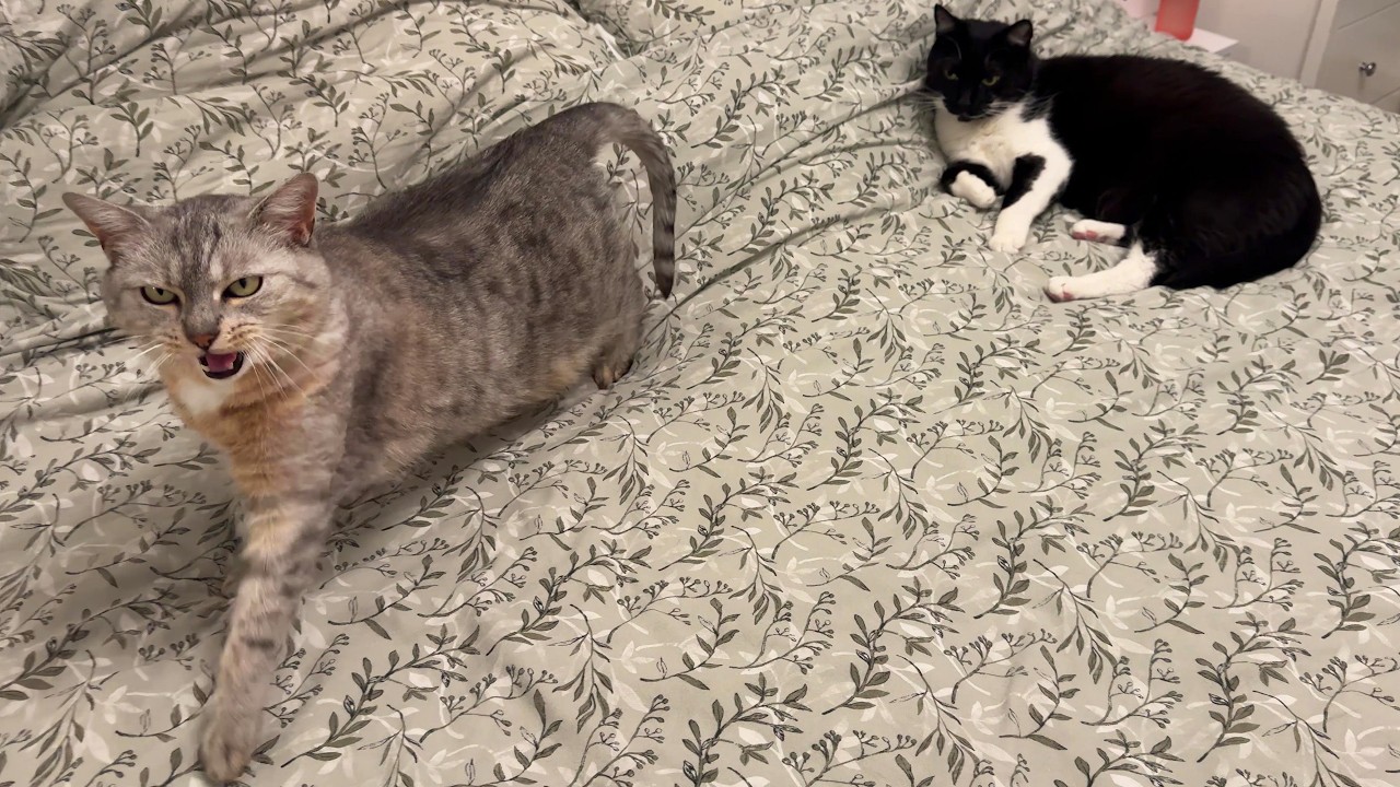 My cats wait for me every night&hellip; but one steals all attention