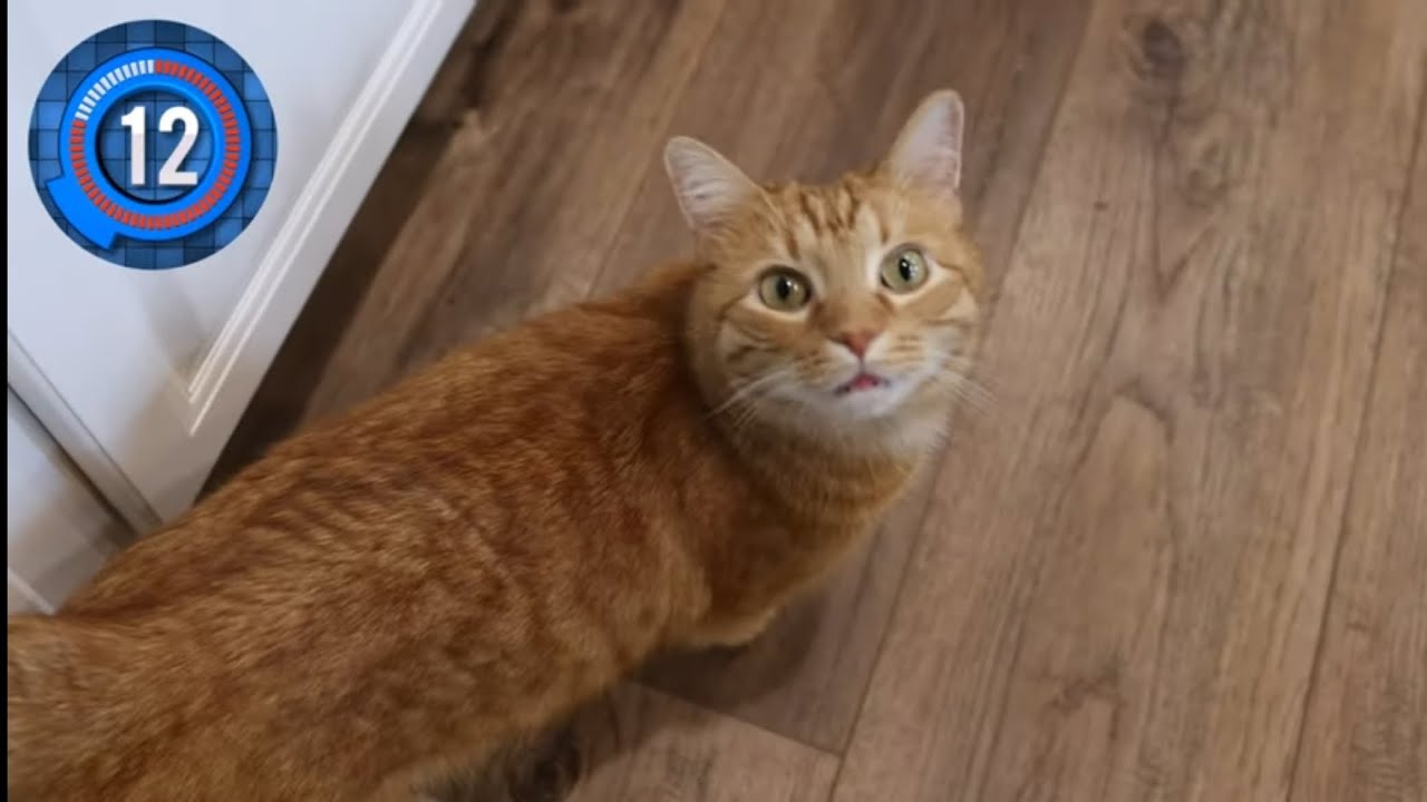 MINUTE TO WIN IT (CAT EDITION)