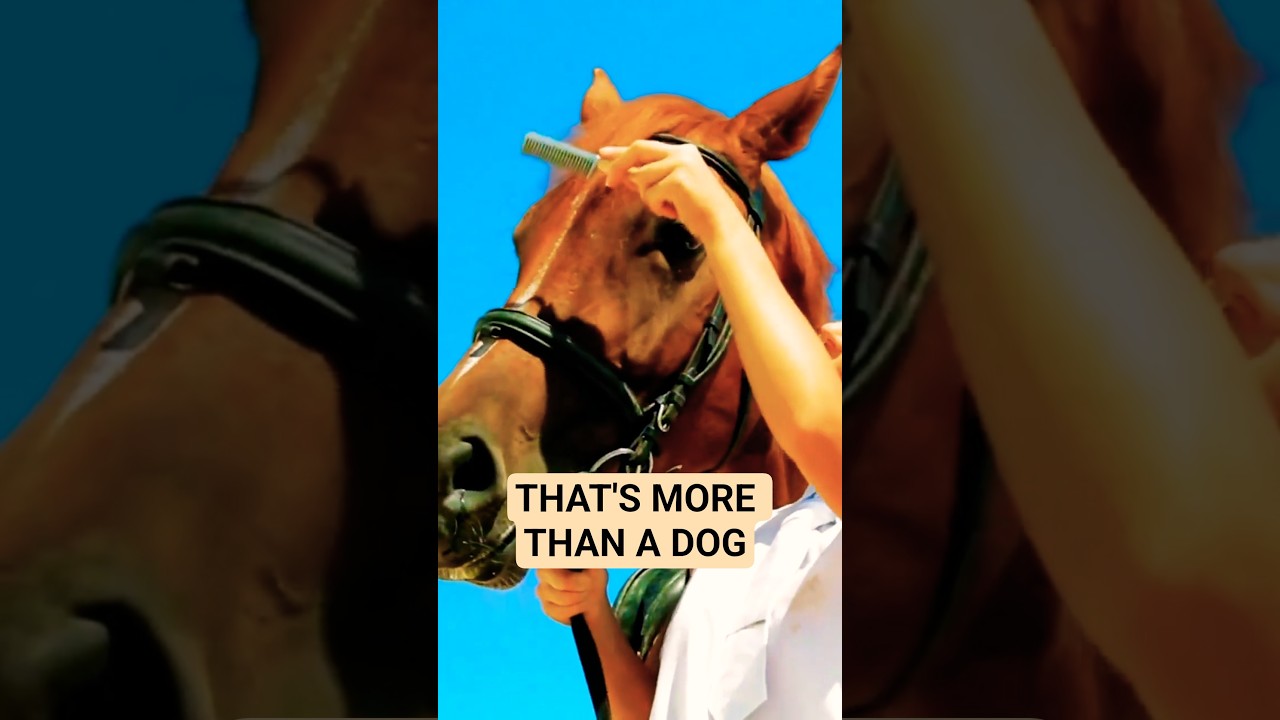 Horse Memory #wildlife #horse #animals #facts #shorts