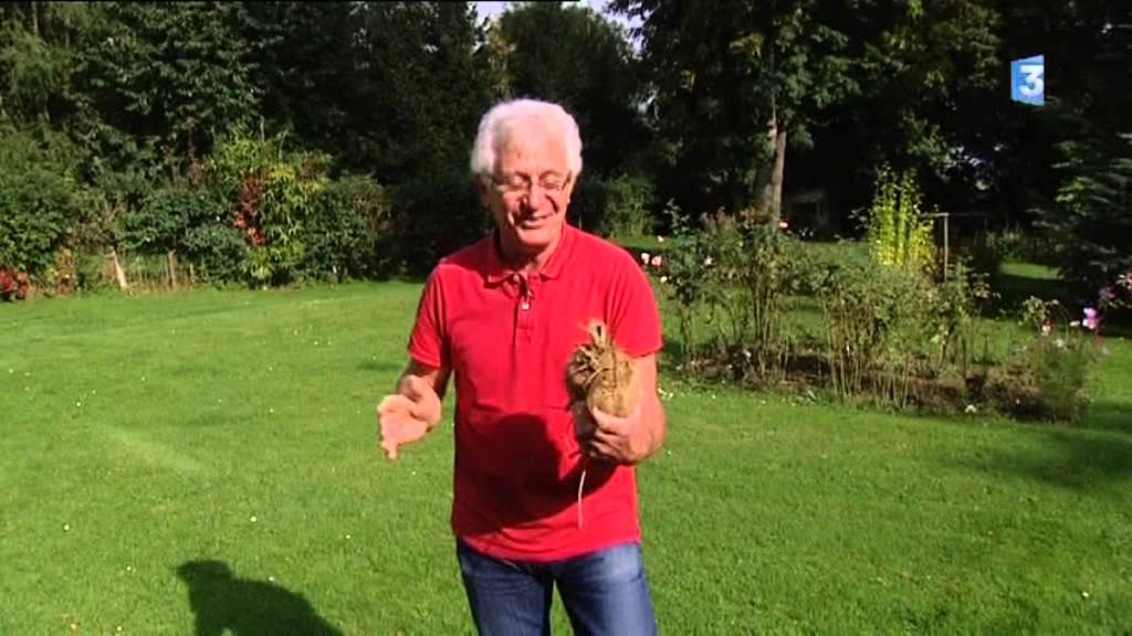Guenels, guinels et betteraves à z'yus...