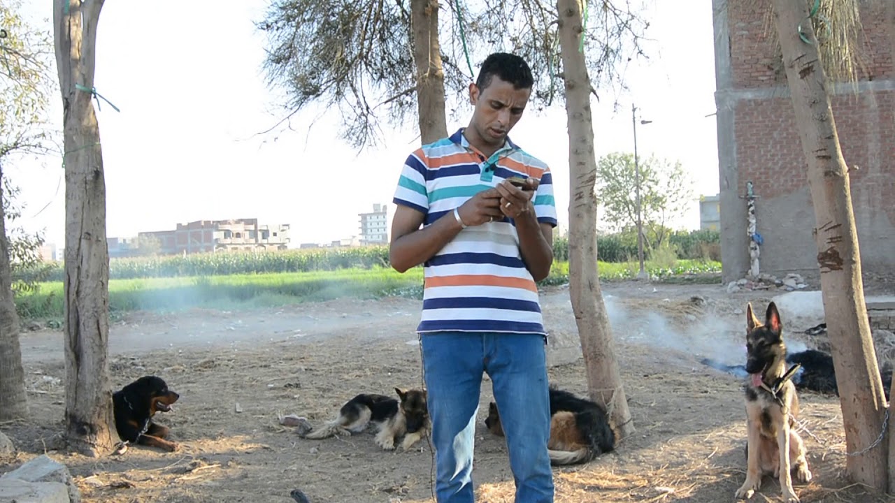 تعليم كلبك حراسه المكان بدونك / أسعار تطعيمات الكلاب/حجم كلبك انت لست السبب فيه. موعد تدريب كلبك