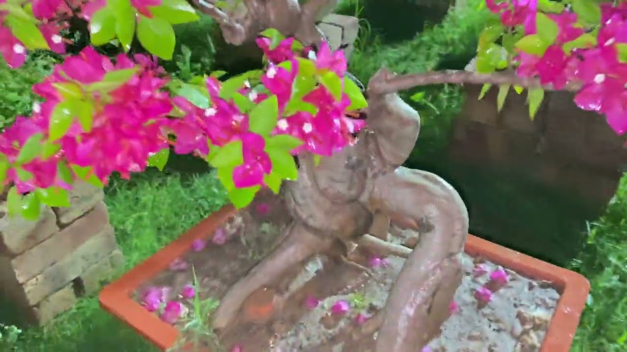 Bougainville Bonsai Night View || BonsaiGardenNursery || Contact Now 👇