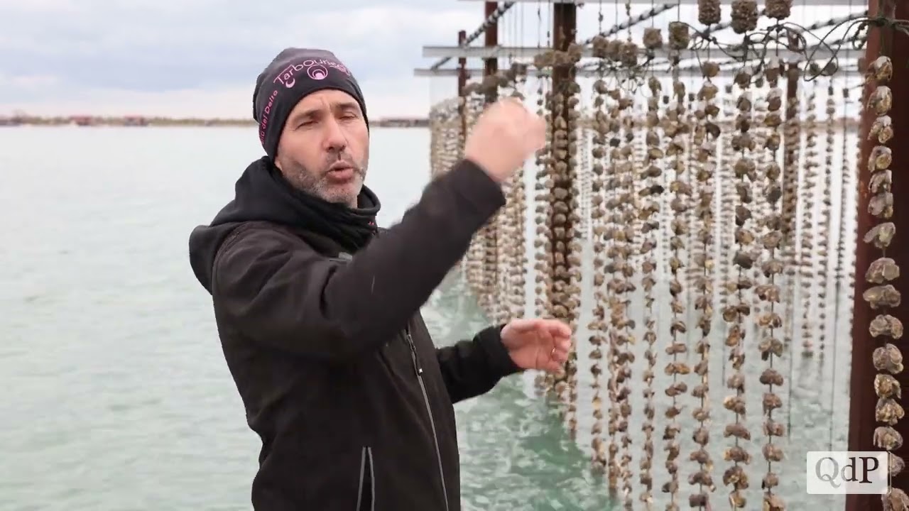 La Perla del Delta, è Made in Veneto una delle cinque ostriche più pregiate al mondo