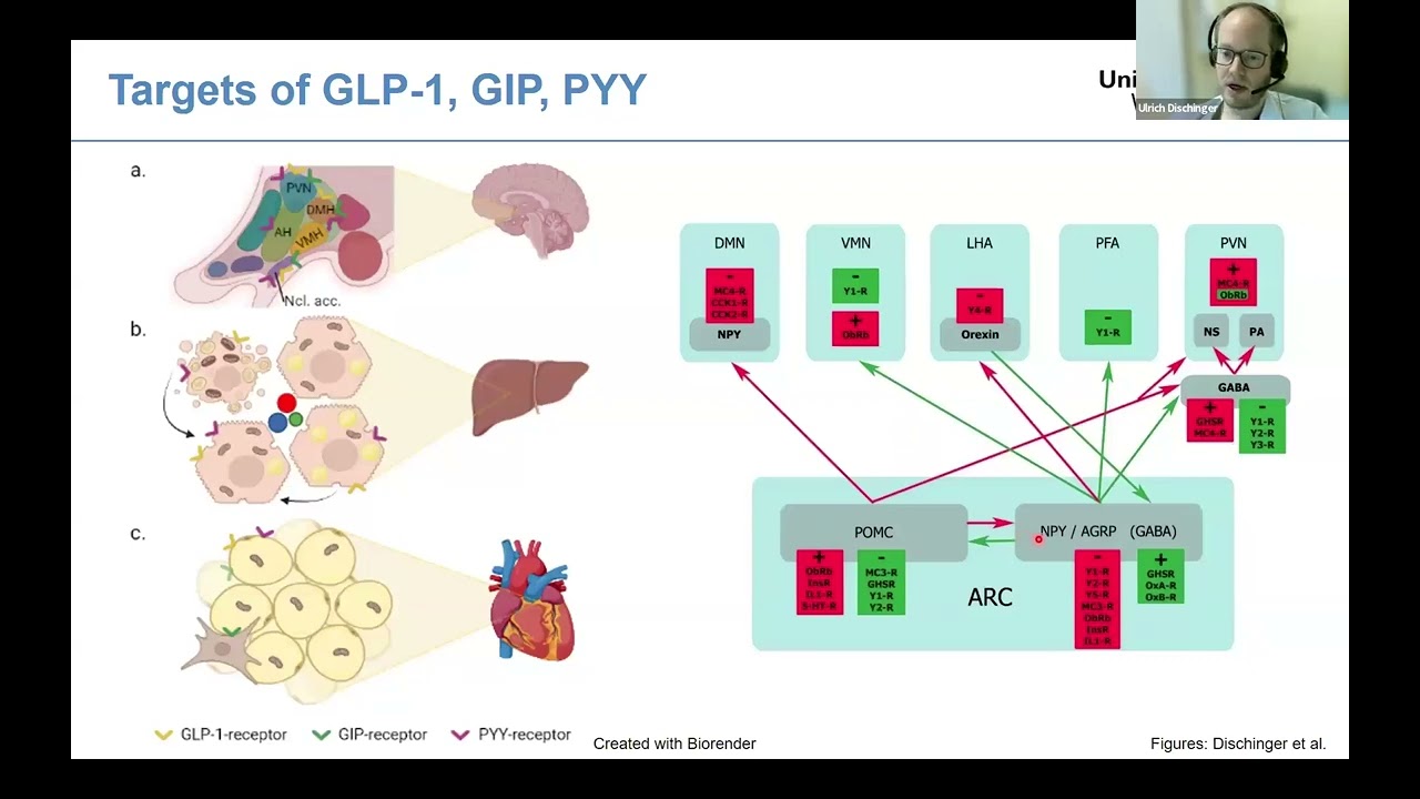 ESE Talks&hellip;Hypothalamic Obesity: Ulrich Dischinger (Germany)