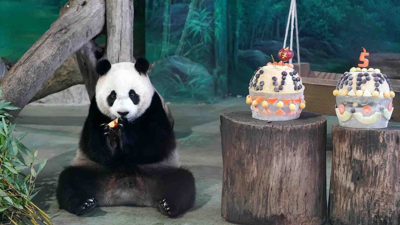 Giant panda 'Yuan Zai' celebrates 5th birthday at Taipei Zoo