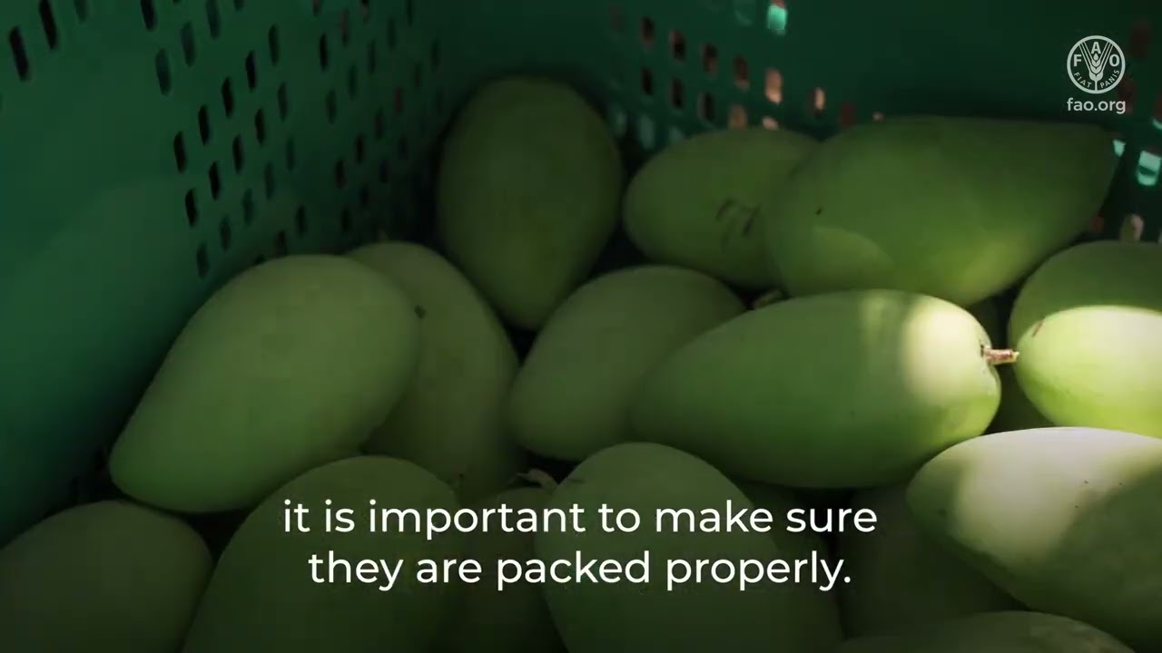 Technical tips to maintain quality and reduce food losses in mango value chains - Sorting & packing
