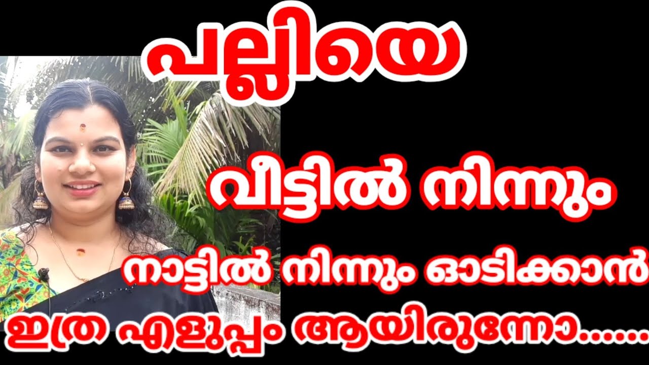 Best way to get rid of lizard Our home ' പല്ലി വീടും നാടും വീട്ട് പോവാൻ