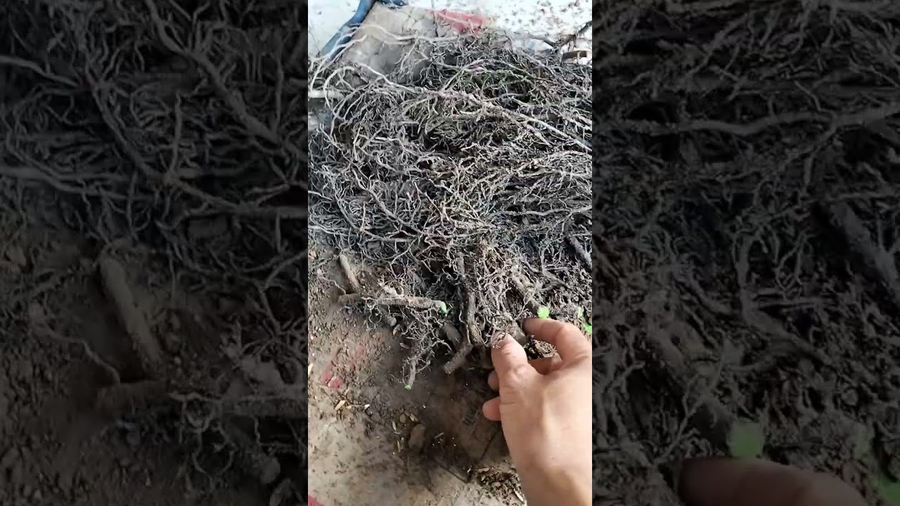Cách hướng dẫn ươm bầu rễ hồng tứ quý đạt hiệu quả cao nhất LH 0976985179 để được hướng dẫn 